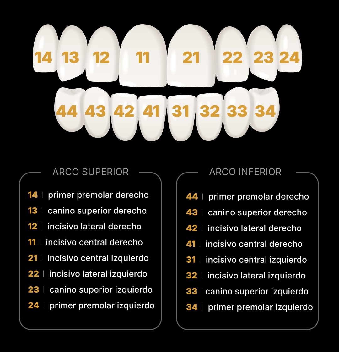 Guía de piezas dentales en sus arcos